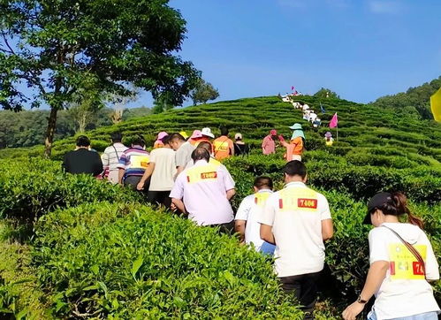 茶王节 带您体验 有一种叫云南的生活 喝勐海茶 享勐海味 ,第十三届勐海茶王节欢迎您