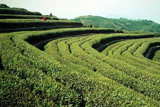 临海市羊岩茶厂