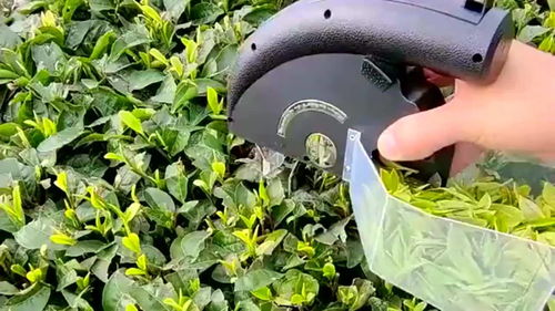 采了快十年的茶叶,头回见到这种神器,感觉还挺方便