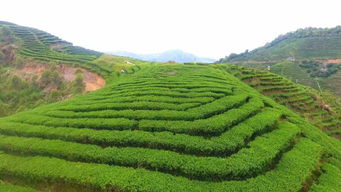 厉害了！河源茶叶年产值10亿元，这9种茶叶最受欢迎