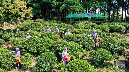 广东广州 以茶为媒 老茶山焕发新活力 央广网