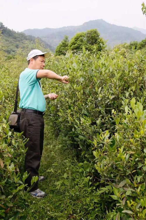 杭州富阳龙井茶叶种植基地,美丽乡村山青水秀养育了一方水土人家