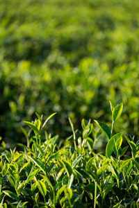 茶叶在种植园里的阳光梁