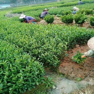 茶叶苗批发