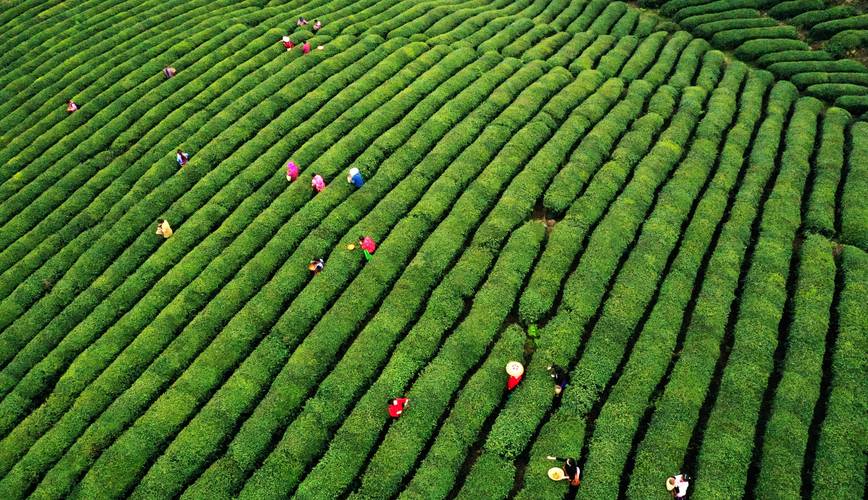 岑巩 茶园添新绿 春茶采摘忙——一片叶子带富一方百姓