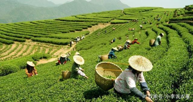 茶叶怎么种植,剪枝需要注意什么?